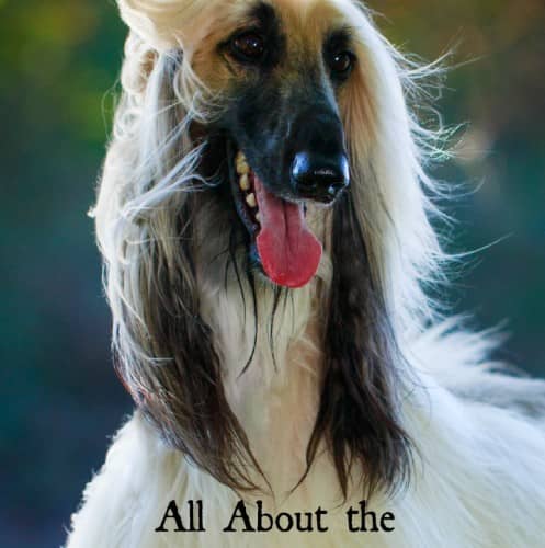 Check out everything you need to know about the Afghan Hound, one of our favorite large hypoallergenic dog breeds!