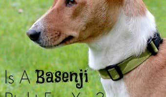 Wondering if the Basenji is the right hypoallergenic dog for you? Check out the details you need to know about this intriguing medium sized breed!