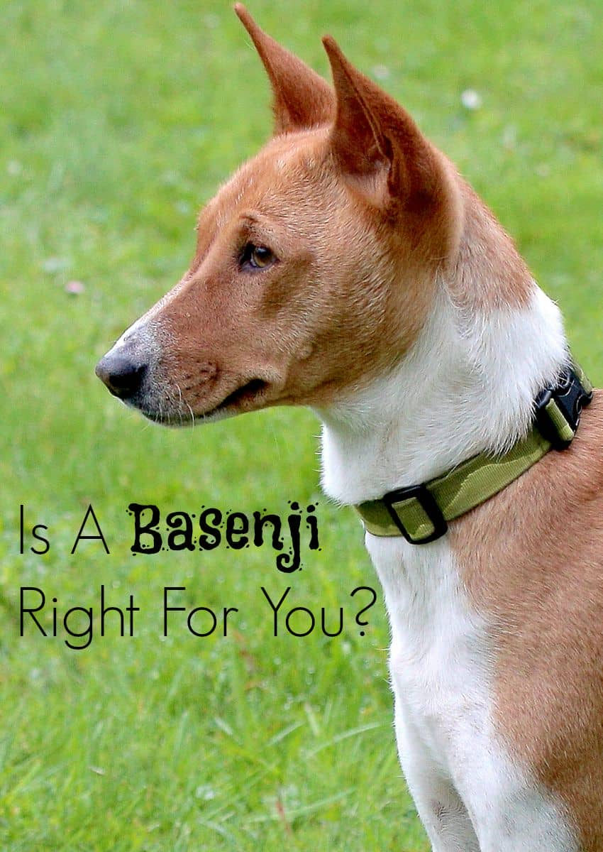 Is the Basenji the Right Hypoallergenic Dog For You?