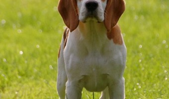 The Beagle is a great small dog for kids. It's intelligent, loyal, loving, devoted, and it loves to play. This makes the beagle the perfect small dog.