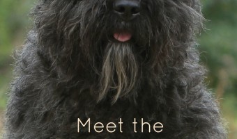 Meet the Bouvier des Flandres, a sweet large-breed hypoallergenic dog! Check out all the details about this big guy a& decide if he's right for you!