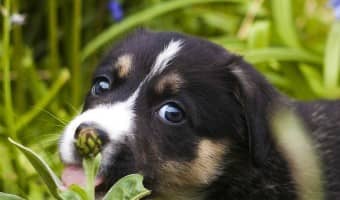 Allergy tests for dogs are often the best way to determine what allergens your dog has and combat them. Find out if your dog should have one done!