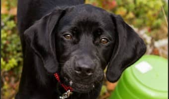 With reports of dog flu in multiple states, canine owners all over are wondering if they should be worried. Check out symptoms, treatment and risk factors.