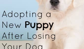 Thinking about adopting a new puppy after losing your dog? Read on for tips to make the transition easier on your whole family.