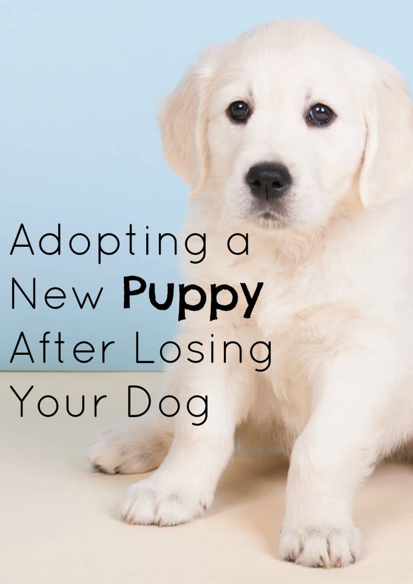 Adopting a New Puppy After Losing Your Dog