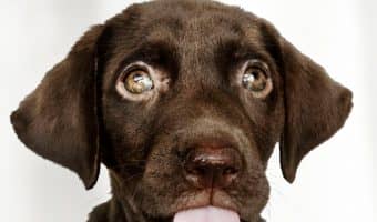 Royal Canin hypoallergenic dog food for small dogs is a great choice for dogs with food sensitivities. This hypoallergenic dog food is made for tiny mouths.