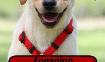 These fun and engaging service dog games will help keep your pooch in tip-top shape while giving you both a great chance to bond. Check them out!