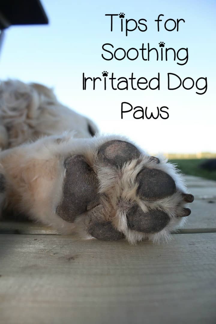 Irritated Dog Paws - How to Stop It - DogVills