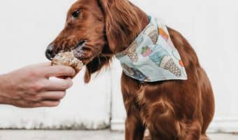 Pick the best wet hypoallergenic #dog food for your pooch with our handy list of the top brands!