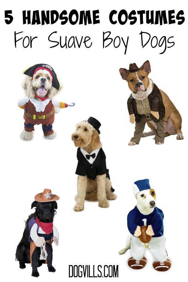Dressing your dog up in a costume is so much fun, and these 5 Handsome Halloween Costumes For Suave Boy Dogs are perfect for showing off how great your dog looks.