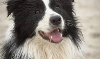Allergies in dogs can cause a variety of physical discomforts. Allergies in dogs can also cause anxiety, which leads to mental discomfort, as well.