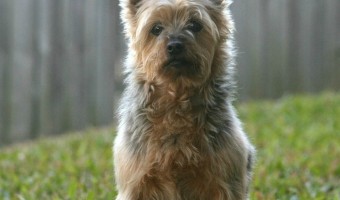 The Australian Silky Terrier is a big dog in a small package. This hypoallergenic dog may be compact, but it has a personality full of joy and spunk.