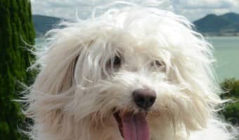 The Bolognese dog makes a great family pet - if you can outsmart it. The Bolognese hypoallergenic dog is a friendly little pooch, but it also likes to get its way!