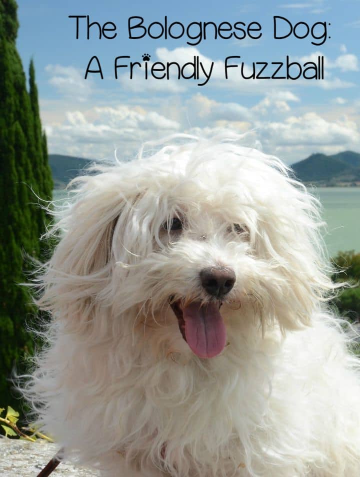 Bolognese Dog A Friendly Hypoallergenic Dog