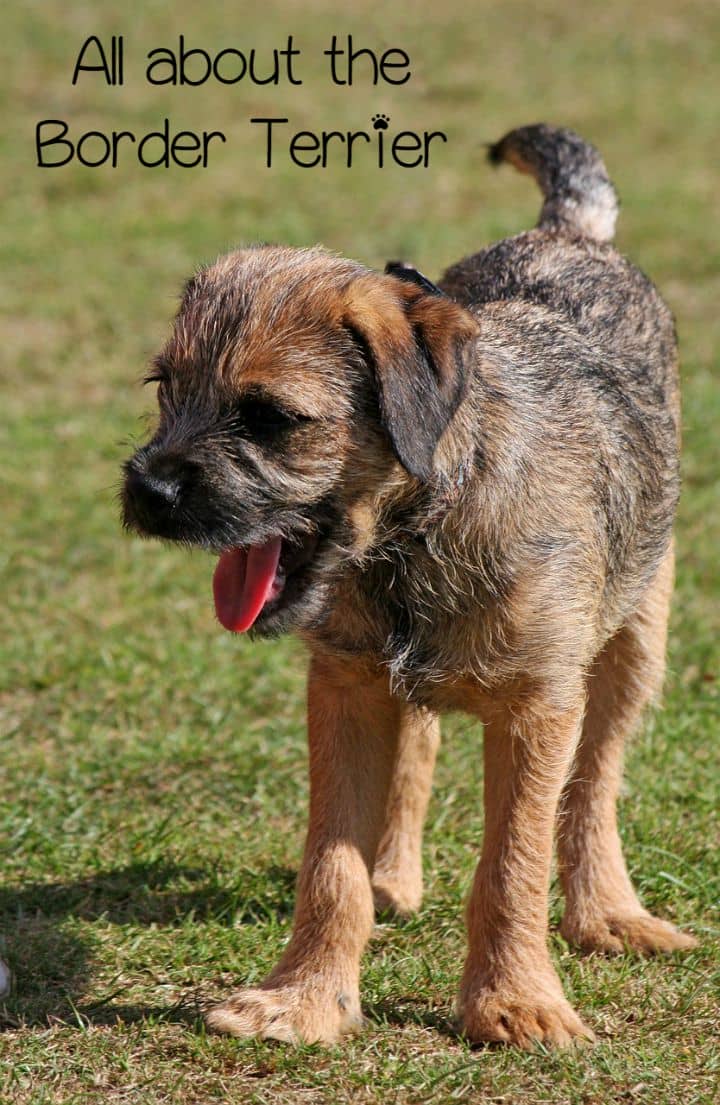 Border Terrier: Active Hypoallergenic 