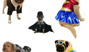 These are the Cutest Movie Inspired Dog Halloween costumes that we could find! We love dressing up our dog, and Halloween is the best time to experiment with super fun looks. These costumes are adorable and of course, your dog will totally rock them at your party! 