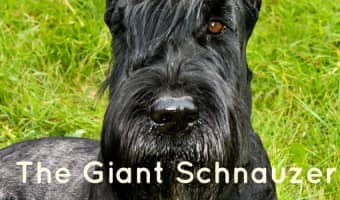 The Giant Schnauzer is one strong-willed large hypoallergenic dog, but he's also incredibly loyal to his family. Learn more about this great breed!