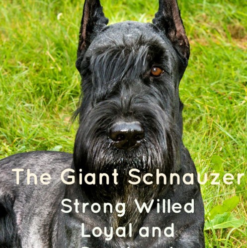 The Giant Schnauzer is one strong-willed large hypoallergenic dog, but he's also incredibly loyal to his family. Learn more about this great breed!