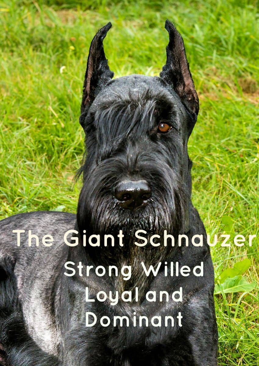 giant schnauzer guarding