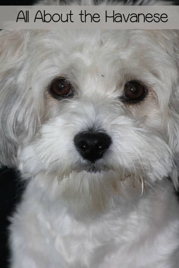 Small Hypoallergenic Dogs That Don't Bark...Much - Dog Vills