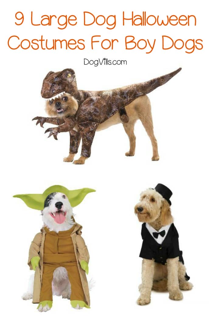 9 Large Dog Halloween Costumes (Even For Your Great Dane)! - DogVills