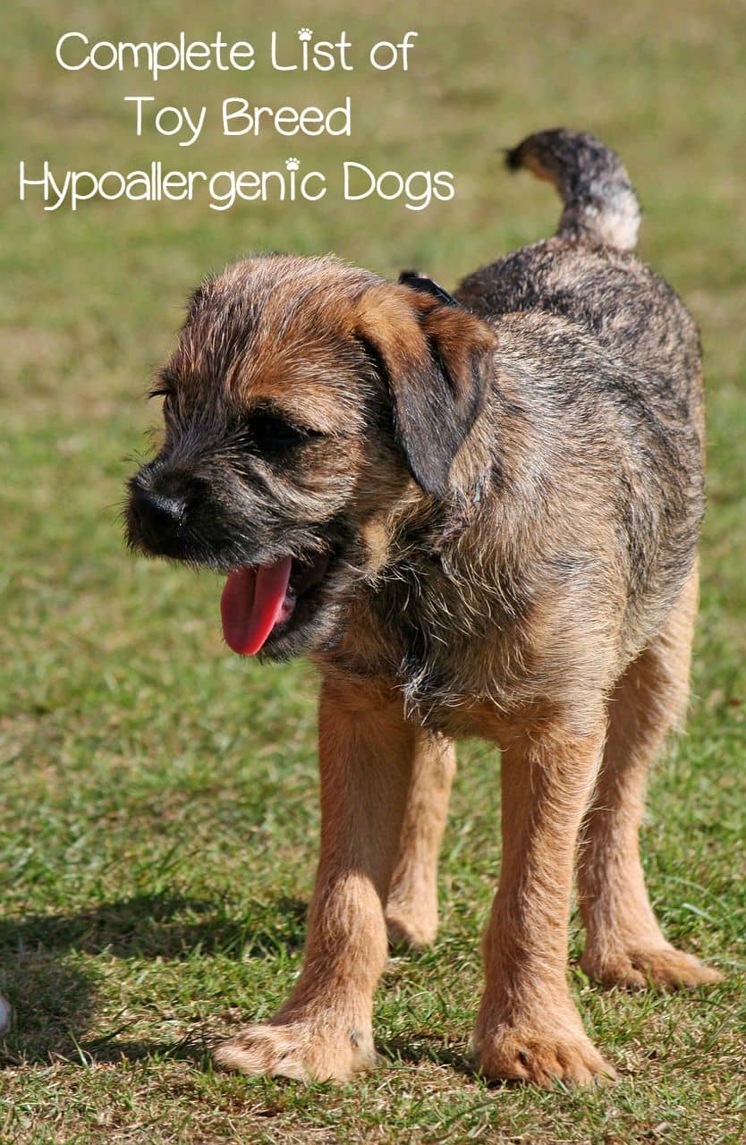 List of Small Hypoallergenic Dog Breeds Toy Breeds