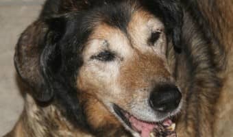 Check out Pinnacle Grain Free Dog Foods and see how they can help support healthy immune systems in your canine companion.