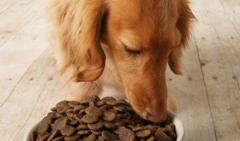Prescription hypoallergenic dog food is only available through your vet or an online pet pharmacy. Here's some info on prescription hypoallergenic dog food.