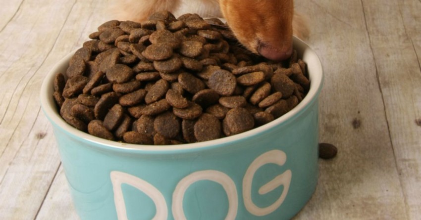 Buy high quality dog food to help get rid of bad dog breath!