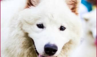 The Samoyed is a large breed, densely furred dog. These tips on Samoyed care will help you keep them clean and beautiful.