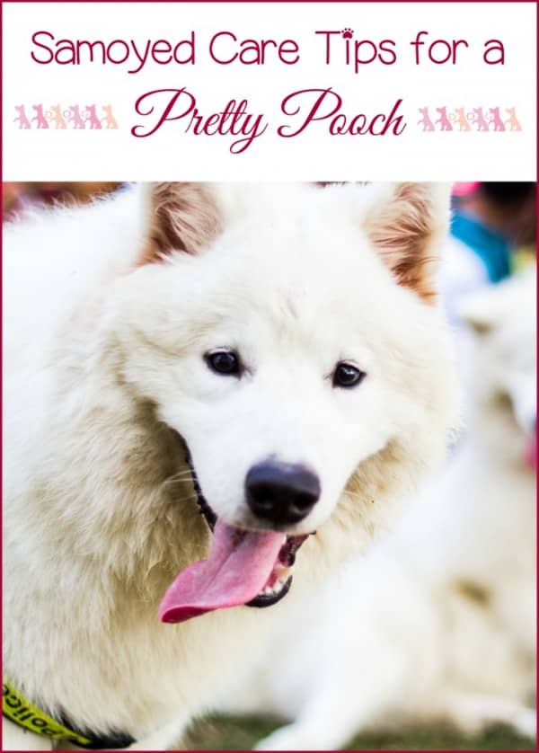 America's Top 50 Favorite Dog Breeds: Samoyed