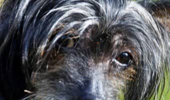 Chinese sales crested hypoallergenic