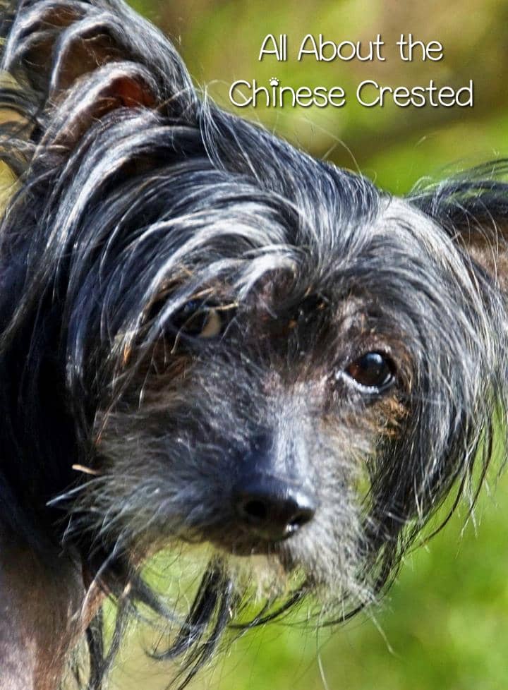The Chinese Crested small hypoallergenic dog is a loyal family companion that bonds quickly & intensely with its people. Learn more about this great pooch!