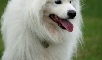 The best food for a Samoyed is a well balanced, high quality formulation. A Samoyed requires no special food. Breed specific foods are a myth.