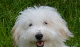 The Coton de Tulear is the perfect family companion. Learn everything you need to know about this clownish, sweet-natured hypoallergenic dog, including health, temperament, care, and lifespan!