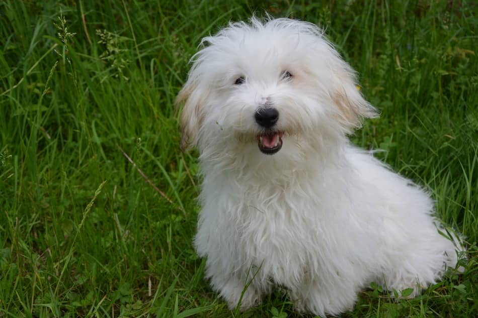 Coton de Tulear A Perfect Hypoallergenic Family Dog DogVills