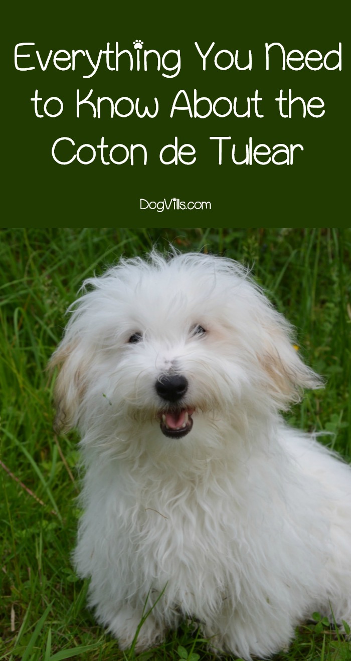 coton poodle mix dog