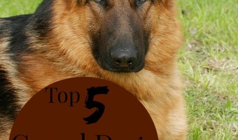 Looking for the top guard dogs for kids to keep your precious little one safe and give companionship? Check out our picks for the top 5!
