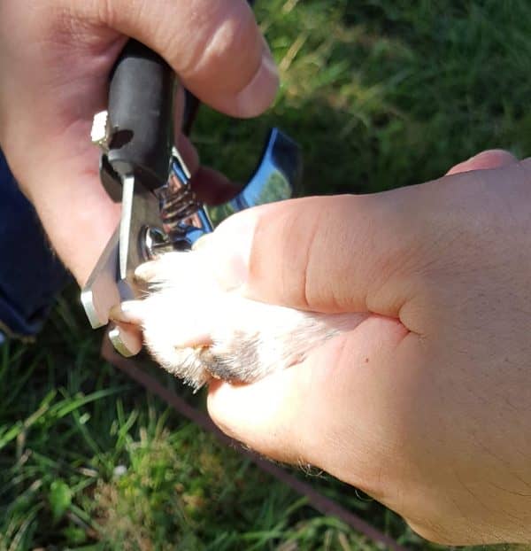 The scissor type dog clipper