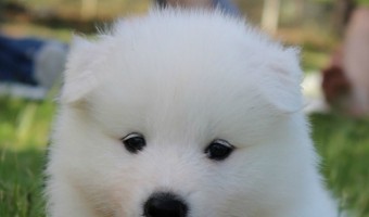 The Samoyed is a hypoallergenic dog, but it does have dander, like all dogs. The Samoyed doesn't shed, which means its dander stays mostly on it.