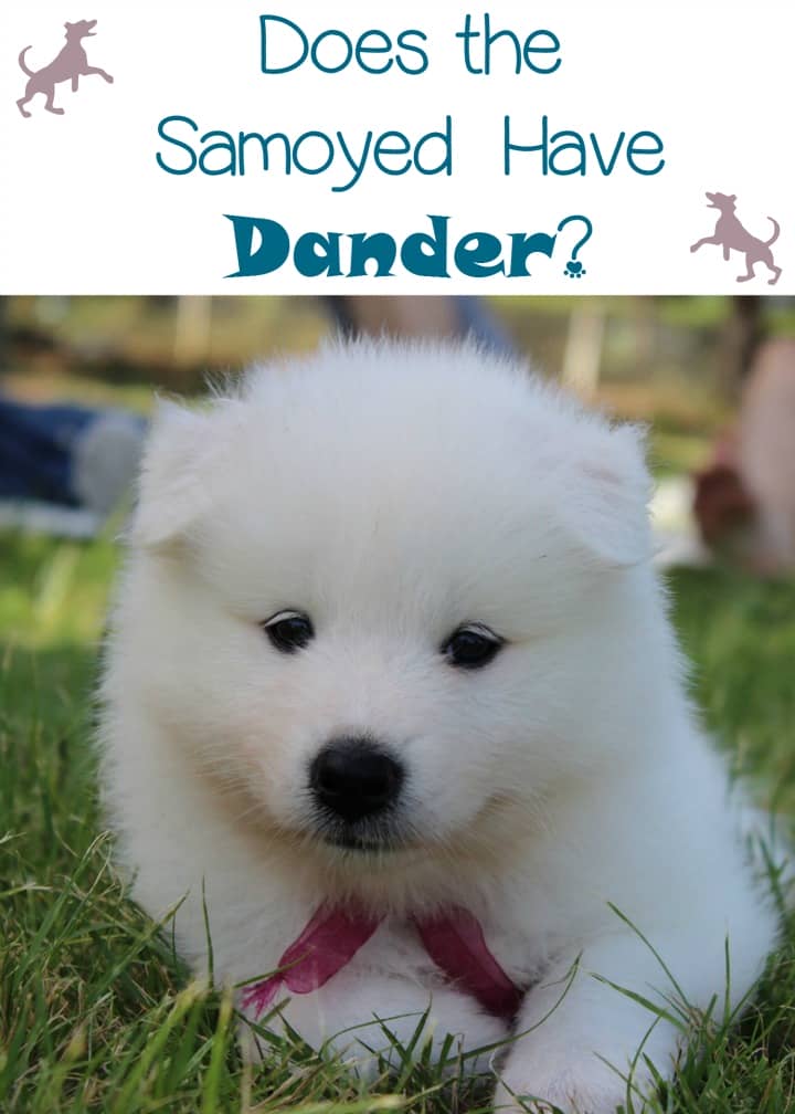 do samoyed dogs shed