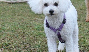 These hypoallergenic dog breeds complete my full list of all small hypoallergenic dog breeds out there. These are the non-sporting and miscellaneous breeds. Check them out!