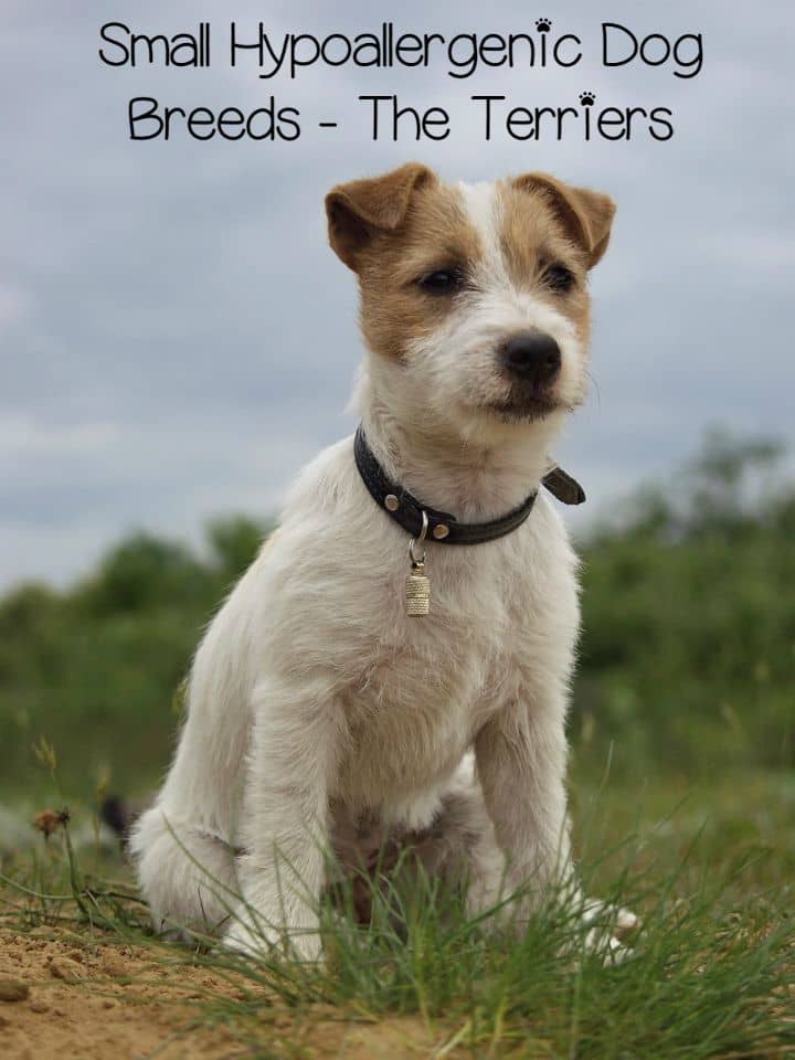 what dog breeds are terriers