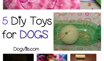 5 Great DIY Toys to Make For dogs