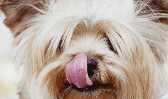 The best kibble for puppies can be a difficult winner to choose. Check out our tips for finding the right dog food for your growing pooch!