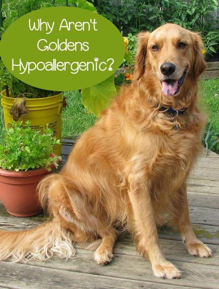 golden retriever hypoallergenic