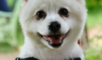 Looking for Hypoallergenic Pomeranian Puppies? Sorry, but it's not going to happen. They're not hypoallergenic dogs. They're still great for other reasons! Check them out!