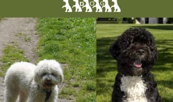 The Lagotto Romagnolo and Portuguese Water Dog are similar in spirit if not in size. Both the Lagotto Romagnolo and PWD make great family companions.