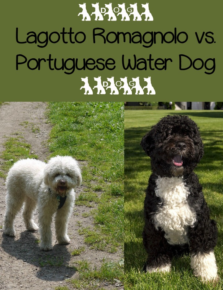Lagotto Romagnolo vs. Portuguese Water Dog