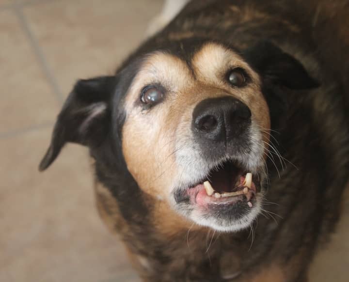 Looking for a great food for sensitive tummies that also supports your dog's immune system? Check out our Pinnacle Grain-Free Dog Food Review 